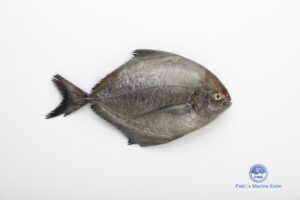 கருப்பு வவ்வால் மீன் <BR>BLACK-POMFRET