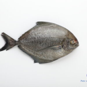 கருப்பு வவ்வால் மீன் <BR>BLACK-POMFRET