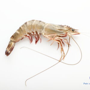 கலப்பு வரி இறால் <BR>BLACK TIGER Prawn