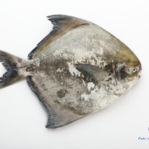 ஐவாவல் மீன் <BR>CHINESE POMFRET