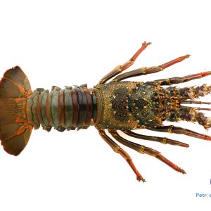 சிங்கி இறால்<BR> DEVIL-LOBSTER