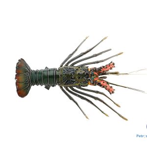 பச்சை நண்டு இறால் GREEN-LOBSTER