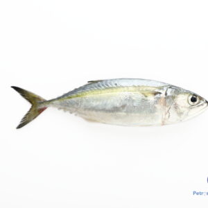 கானாங்கெழுத்தி மீன்<BR> INDIAN-MACKERL-KANAKATHA-FISH