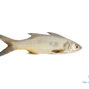 காலா மீன் <BR> INDIAN SALMON