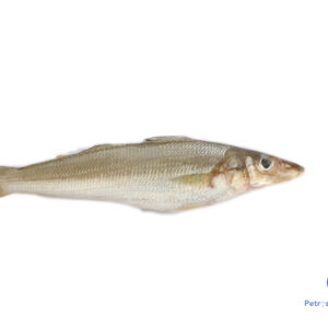 கிழங்கா மீன் <BR>KELANGAN FISH