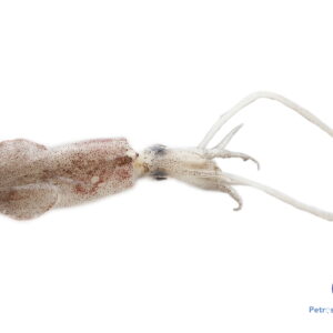 ஊசி கணவாய்  <BR>INDIAN-SQUID