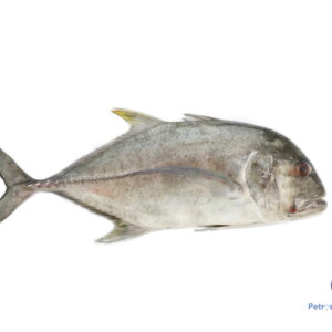 பாறை மீன் <BR>TREVALLY