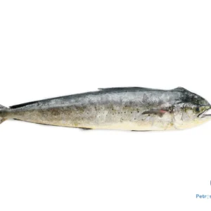 பர்லா மீன் <BR> MAHI MAHI PARLA-FISH