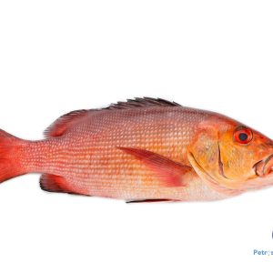 ரெட் ஸ்னாப்பர் <BR>RED-SNAPPER