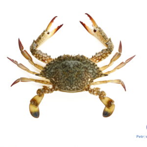 நீலக்கால் நண்டு <BR>BLUE-CRAB