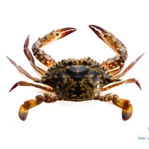 கடல் நண்டு <BR>SEA-CRAB