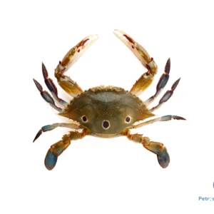 மூன்று புள்ளி நண்டு THREE-SPORT-CRAB