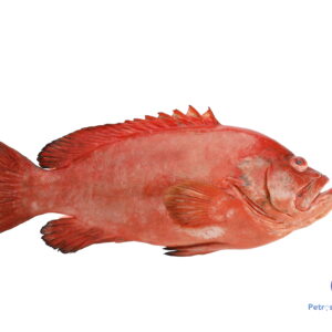 தக்காளி கலவா மீன் TOMATA-GROUPER