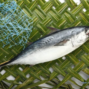 சூரை மீன் <BR> TUNA-FISH