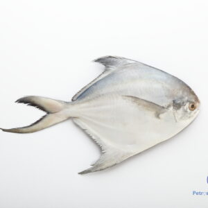 வெள்ளை வவ்வால் மீன் WHITE POMFRET