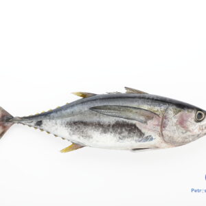 கேர மீன்  <BR>YELLOW-FIN-TUNA