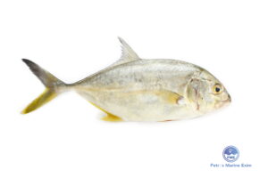 மஞ்சள் பாறை மீன் YELLOW-PARI-FISH