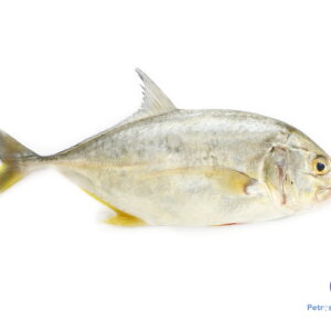 மஞ்சள் பாறை மீன் YELLOW-PARI-FISH