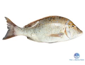 வெளை மீன்<BR> EMPEROR FISH