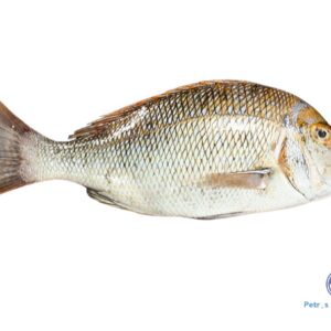 வெளை மீன்<BR> EMPEROR FISH