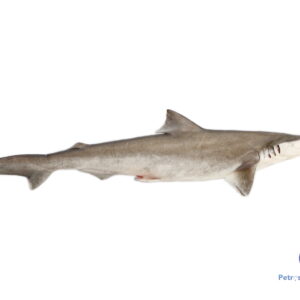 பால் சுறா <BR> MILK SHARK