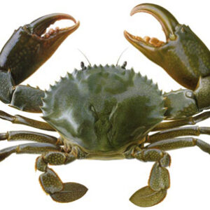 மண் நண்டு <BR>MUD-CRAB